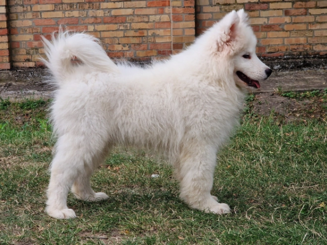 Samoyed puppy for sale