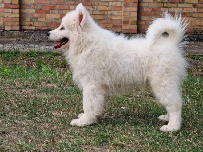 Samoyed puppy for sale