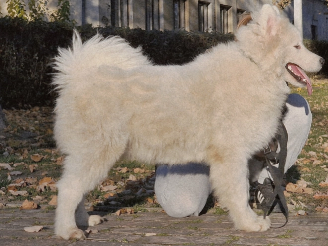 Samoyed puppy for sale