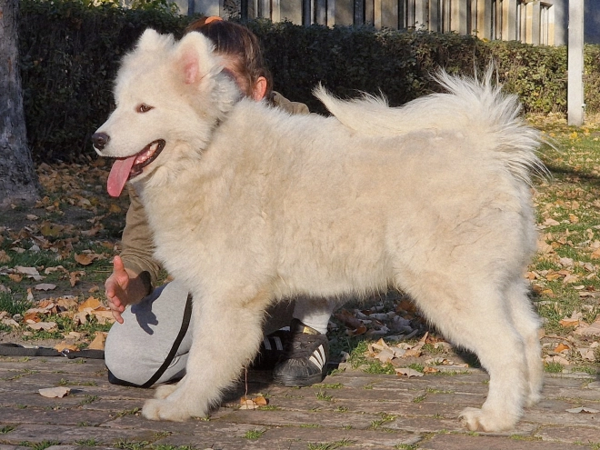 Samoyed puppy for sale