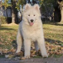 Ocean, white Samoyed for sale