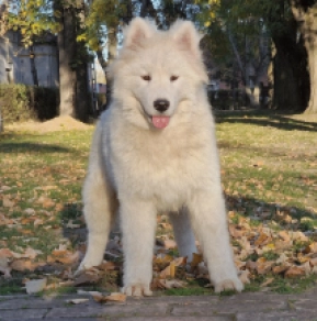 Perros Samoyedo en venta