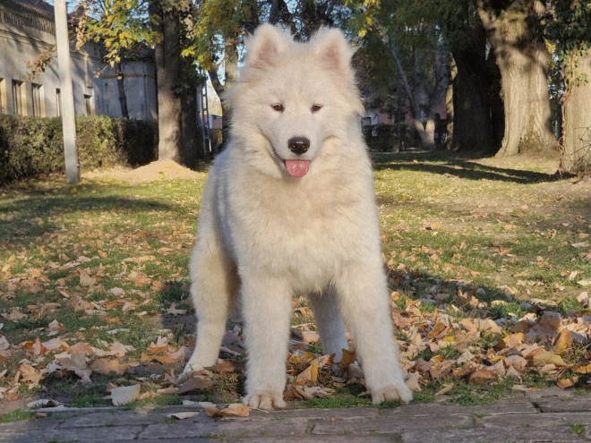 Samoyed puppy for sale