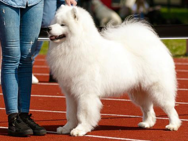 Samoyed puppy for sale
