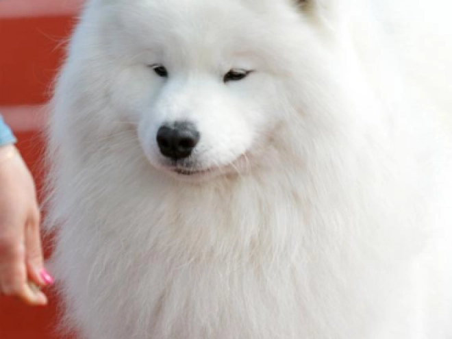 Samoyed puppy for sale