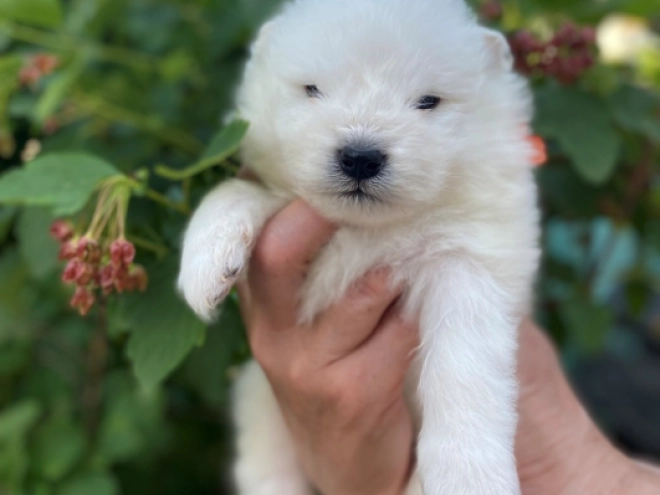 Perros Samoyedo en venta