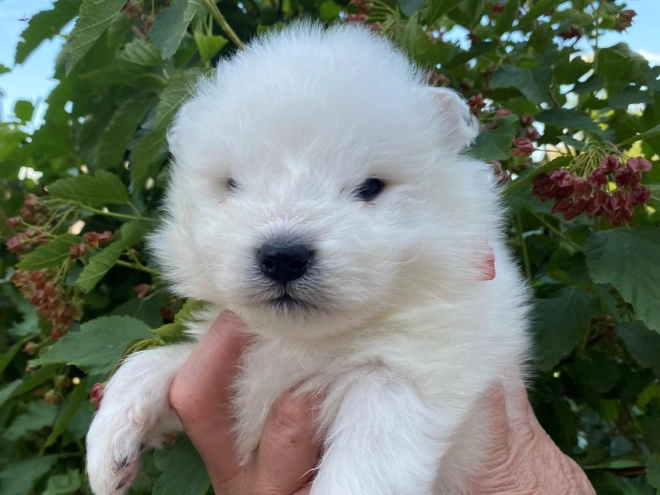 Perros Samoyedo en venta
