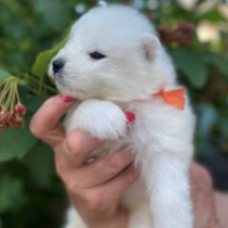 Bounty, white Samojede Welpen kaufen
