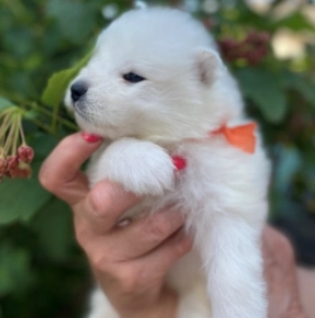 Perros Samoyedo en venta
