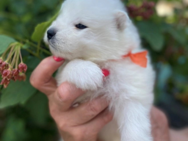 Perros Samoyedo en venta
