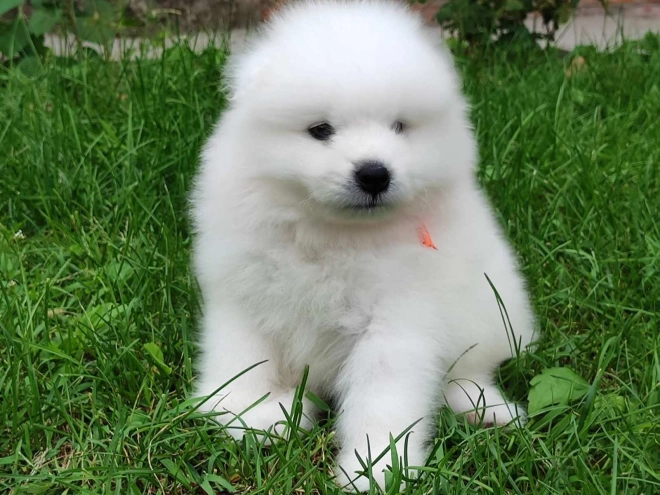 Samoyed puppy for sale