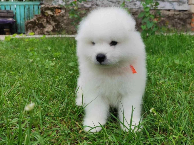 Samoyed puppy for sale