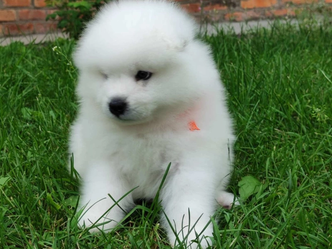 Samoyed puppy for sale
