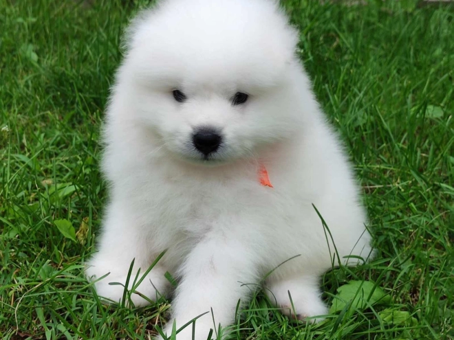 Samoyed puppy for sale
