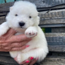 Ice, white Samojede Welpen kaufen