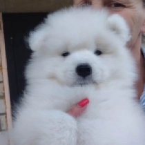 Ice, white Samoyed for sale