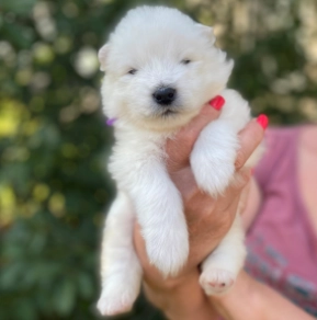 Perros Samoyedo en venta