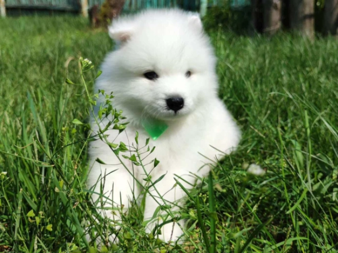 Samoyed puppy for sale