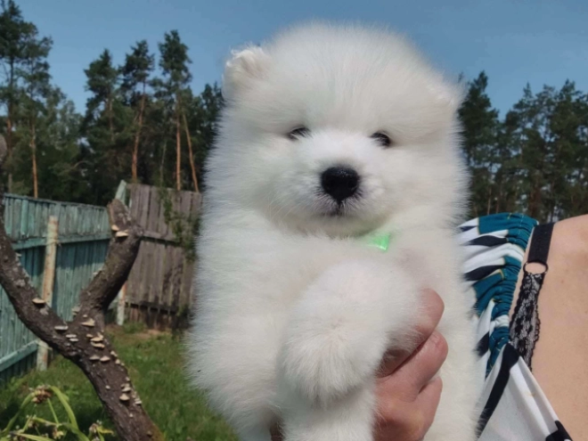 Samoyed puppy for sale
