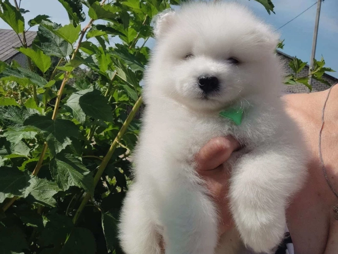 Samoyed puppy for sale