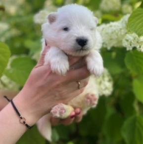 Perros Samoyedo en venta