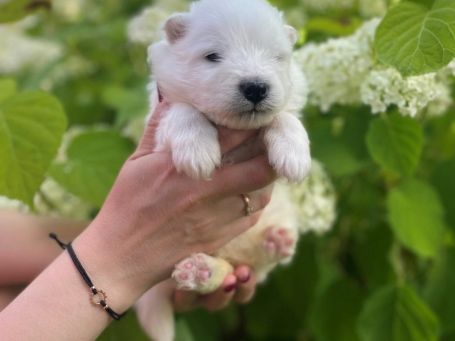 Samoyed puppy for sale
