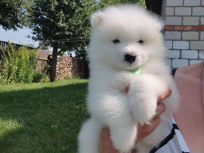 Samoyed puppy for sale