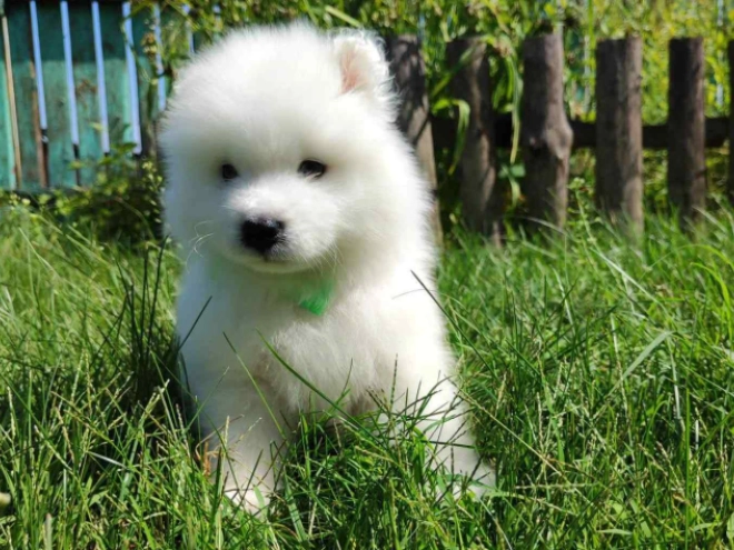 Samoyed puppy for sale