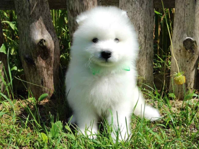 Samoyed puppy for sale