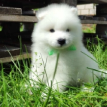 Snowman, white Samoyed for sale