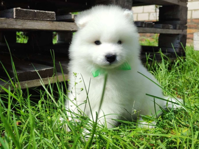 Samoyed puppy for sale