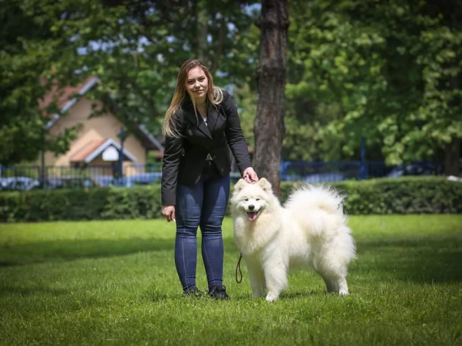 Samoyed puppy for sale