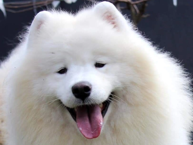 Samoyed puppy for sale