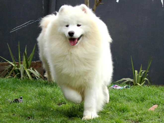 Samoyed puppy for sale