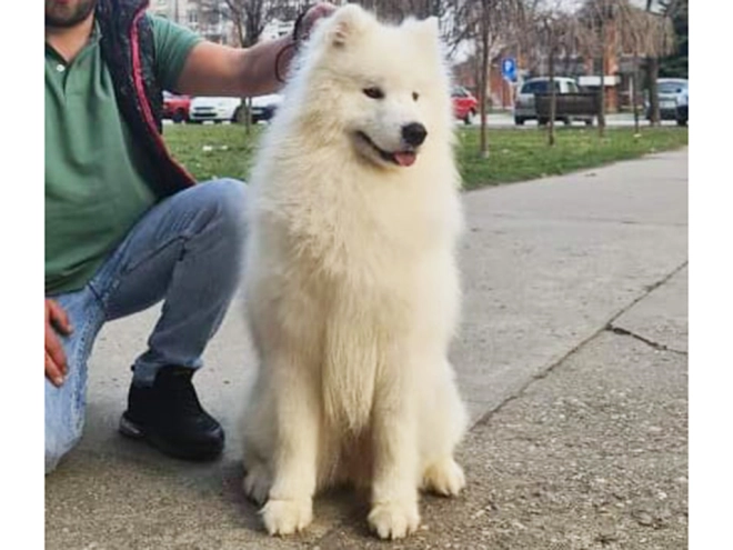 Samoyed puppy for sale