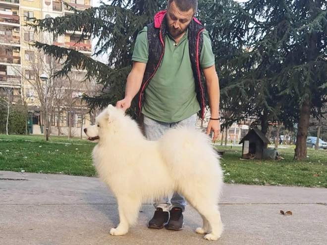 Samoyed puppy for sale