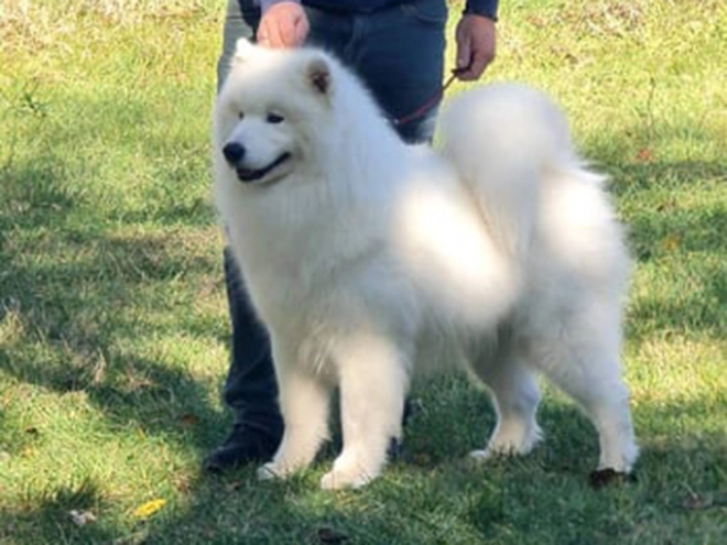Samoyed puppy for sale