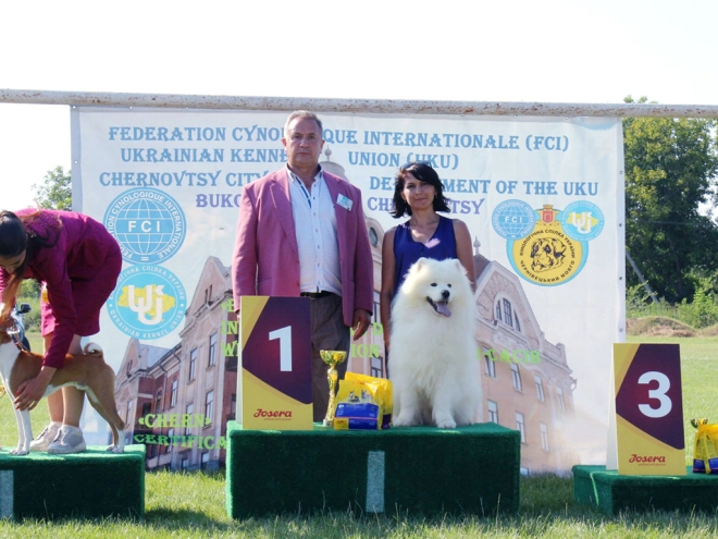 Samoyed puppy for sale
