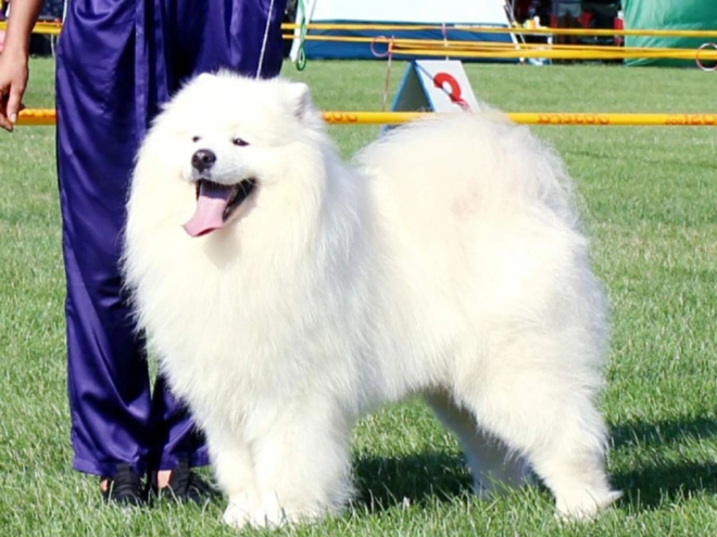 Samoyed puppy for sale