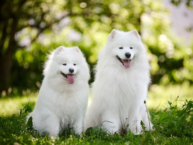 Samoyed puppy for sale