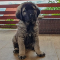 Ajsa, iron grey Sarplaninac for sale