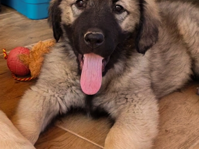 Perros Sarplaninac en venta