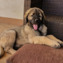 Selena, red Sarplaninac for sale