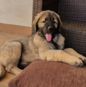 Selena, red Sarplaninac for sale