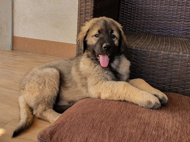 Perros Sarplaninac en venta
