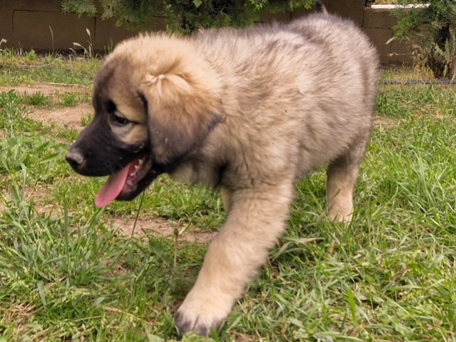 Perros Sarplaninac en venta
