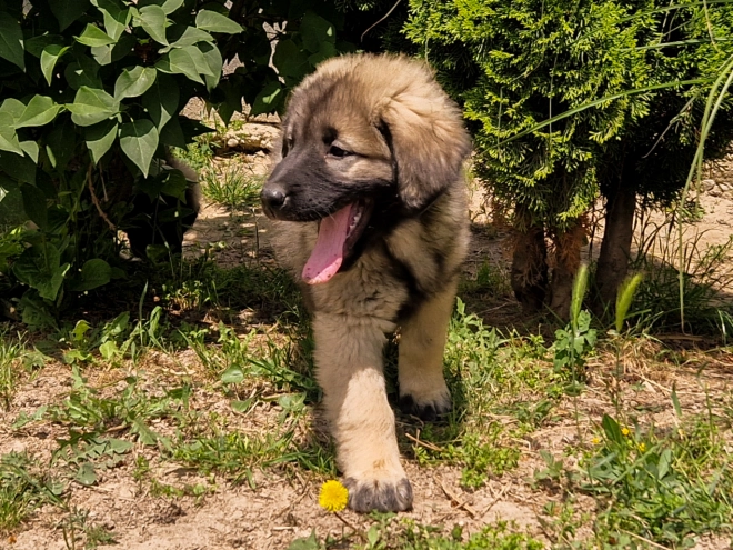 Perros Sarplaninac en venta