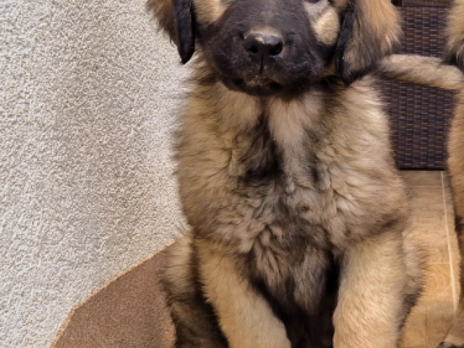Perros Sarplaninac en venta
