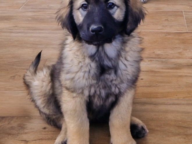 Perros Sarplaninac en venta