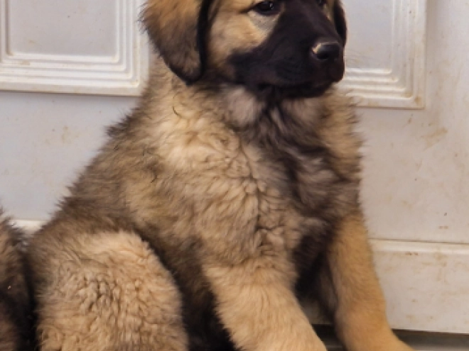 Perros Sarplaninac en venta